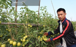Bắc Giang: Cà chua VNS390 là giống gì mà thương lái rất thích mua, nông dân thu nhập tới 300 triệu/ha?