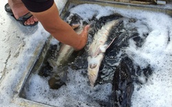 Buôn lậu cá tầm từ Trung Quốc đang "nóng": Nguy cơ “bóp chết” cá tầm trong nước?