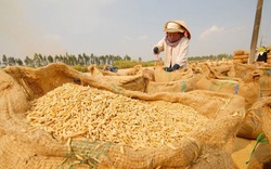 Giá nông sản hôm nay (15/12): Giá lúa gạo đứng yên, lợn hơi tiếp tục tăng