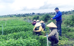 Chàng thanh niên dân tộc Tày mê nông nghiệp