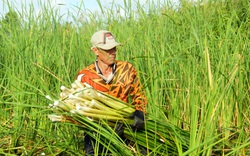 Cà Mau: Loại cỏ mọc hoang trắng nõn trắng nà đang tăng giá dù chưa đến Tết