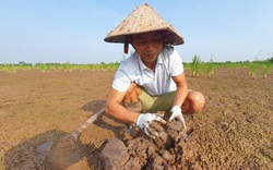 Ra đầm hoang hết cuốc lại đào để nuôi con đặc sản giàu đạm, người nhà tưởng ông nông dân Hải Phòng bị "ma nhập"