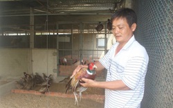 Tây Ninh: Nuôi loài chim mặt đỏ mỏ nhọn, ăn ít hơn gà mà bán cho nhà giàu, ông nông dân này cũng giàu lên