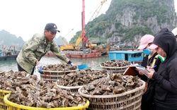 Quảng Ninh: Hải sản Vân Đồn vượt khó, "vùng vẫy" tìm đường bơi xa