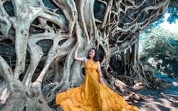 Cây si cổ thụ có bộ rễ "khủng" hút du khách tới chụp ảnh ở Đắk Lắk