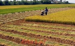 Năm 2021, cán bộ công chức có được mua đất trồng lúa?