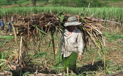 Lộ diện những “mối nguy” mới của ngành mía đường Việt Nam
