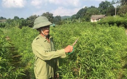 Hà Giang: Nông dân nơi này khá giả nhờ trồng đào bán Tết, trồng cam theo tiêu chuẩn VietGAP