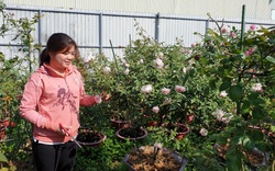Cần Thơ: Lạc vào vườn hoa hồng ngoại của cô nông dân xinh tươi, bất ngờ thấy những bông hồng to hơn cái chén