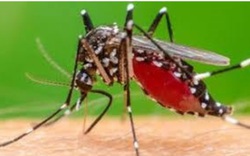 An Giang: Tập trung ứng phó dịch bệnh mới Chikungunya từ Campuchia 