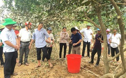 Hỗ trợ nông dân miền Trung khôi phục sản xuất sau mưa lũ: Khuyến nông làm “đầu tàu”, đi đúng hướng