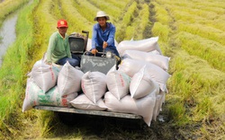 Giá nông sản hôm nay (17/12): Giá lúa gạo ổn định ở mức cao, cà phê đồng loạt tăng 100 - 200 đồng/kg