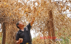 Bình Phước: Niềm tin và trái đắng-nông dân sa lầy với cây sachi
