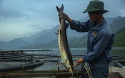 Nguy cơ “vỡ trận” cá tầm Việt: Lao đao bên hồ cá cạn