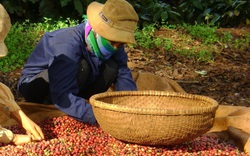 Giá nông sản hôm nay (18/12): Hà Nội đứng đầu về giá lợn hơi, cà phê tăng ở nhiều vùng trọng điểm