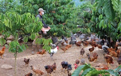 Lâm Đồng: Dưới tán cà phê nuôi thứ gà lạ bay như chim, không phải dọn cỏ bỏ phân, ông nông dân giàu hẳn lên
