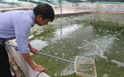 Nam Định: Nuôi tôm sạch trong bể xi măng, nuôi cá đặc sản đầy ao, một ông nông dân tích cóp được tiền tỷ