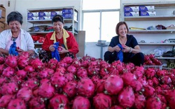 Trung Quốc trồng thanh long nhiều ngang ngửa Việt Nam, điều này có lo ngại gì?