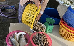 Bình Thuận: Thuyền thúng ra biển bắt được vô số loài ốc đặc sản gì mà bán kiếm hàng triệu đồng mỗi đêm?