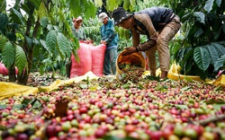 Giá nông sản hôm nay (19/12): Giá cà phê không giữ được mức 33.000 đồng/kg, giá lợn hơi điều chỉnh nhẹ