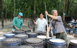 Giá mủ cao su tăng cao trở lại, sao người trồng vẫn bất an?