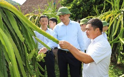 Gương điển hình về giảm nghèo trong cộng đồng (bài 2): Cây thanh long ruột đỏ bén duyên với vùng đất nghèo