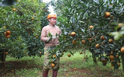 Hòa Bình: Trồng ra những quả cam mùi vị đặc biệt, nông dân Cao Phong cắn răng bán giá rẻ vì điều này