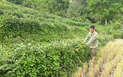 Chuyện lạ Lai Châu: Trồng đậu tương xen lúa, nhà ăn chán chê còn mang ủng hộ hàng xóm cũng chưa hết