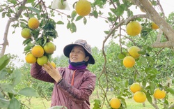 'Đệ nhất' cam Hà Tĩnh vào vụ, chín vàng cả khu đồi