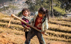 Lao động trẻ em lĩnh vực nông nghiệp: Khó kiểm soát, khó với tới 