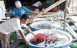 Kiên Giang: Rủ nhau góp vốn nuôi cá đặc sản trong lồng, nông dân bất ngờ nhận được điều này