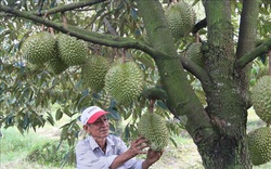 Tiền Giang: Giá sầu riêng đột ngột tăng cao chưa từng có, nhưng hỏi mua 10 chủ vườn thì 9 ông lắc đầu, vì sao?