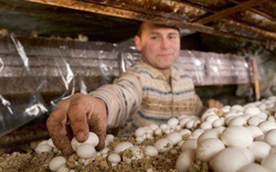 Angel Moioli - người nông dân "sống về đêm" chuyên trồng nấm dưới lòng đất