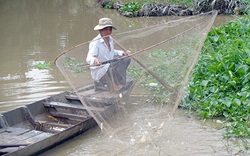 Hậu Giang: Cá bổi gồm những loài cá nào mà dân ra sông vợt được 20-30 ký mỗi ngày?