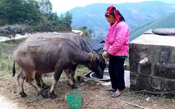 Lạng Sơn: Tăng cường công tác phòng chống đói, rét cho trâu, bò 