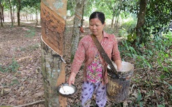 Phú Yên: Giá mủ cao su tăng, nhưng gặp phải điều này nông dân cũng chưa hẳn là vui