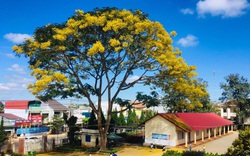 Lâm Đồng: Kỳ lạ cây phượng bỗng nở hoa vàng rực rỡ giữa mùa đông