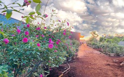 Đắk Lắk: Tốt nghiệp đại học, 9X bỏ việc ở phố về quê trồng vườn hoa hồng quý hiếm, thơm khắp xóm, ai cũng khen