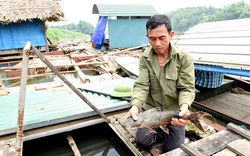 Tuyên Quang: Nuôi nhốt những con cá đặc sản râu dài trước ví như "loài thủy quái" tinh ranh, dân trở nên giàu có