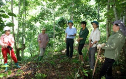 Rừng Lai Châu thêm xanh từ một chính sách