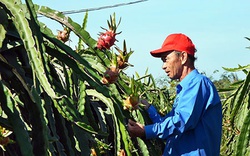 Bình Thuận: Đến khổ, nông dân chong đèn trồng thanh long ra trái nghịch vụ, ngờ đâu hy vọng tan biến vì điều này