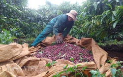 Giá nông sản hôm nay (23/12): Giá tiêu tiếp tục đi xuống, người dân lỗ với giá cà phê hiện tại