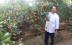 Những vườn cây ăn quả sai lúc lỉu ở một huyện ngoại thành Hà Nội