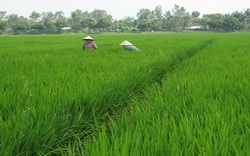 3 trường hợp không được sang tên sổ đỏ đất trồng lúa mới nhất