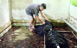 Hậu Giang: 1 huyện có tới 320 nông dân nuôi lươn không bùn, lươn thịt bán giá 200-250.000 đồng/ký, cứ 1 bể lời 20 triệu