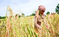 Hiệu quả từ dự án lúa gạo thân thiện tại Campuchia