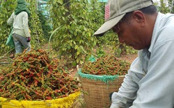 Giá nông sản hôm nay (24/12): Gần Tết giá lợn hơi vẫn tiếp tục tăng mạnh, tiêu theo đà đi xuống