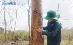 Quảng Ngãi: Trong vòng 20 năm dân huyện Bình Sơn 2 lần trồng cao su, vì sao loài cây này giờ đây hết "đất sống"?