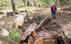 Bộ NNPTNT chỉ đạo truy quét các điểm nóng phá rừng trước Tết Nguyên đán Tân Sửu