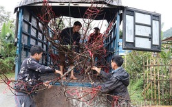 Cấm chặt phá, mua bán đào rừng từ Tết Tân Sửu: Giữ nét đẹp núi rừng 